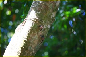 Long-nosed bats in Manuel Antonio National Park