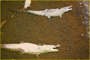 American crocodiles in Tarcole River near Carara National Park