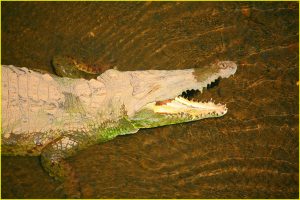 American Crocodile in Tarcole River near Carara National Park