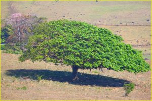 Guanacaste tree