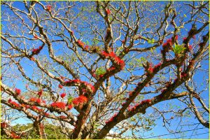 Bromeliadas on a tree in Guanacaste Province