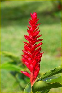 Ginger lily