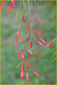 Flowers of Costa Rica