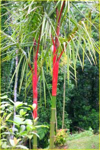 "Painted" bamboos in Arenal Volcano National Park