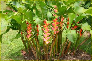 Lobster-claw heliconia
