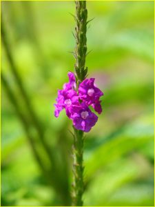 Flowers of Costa Rica