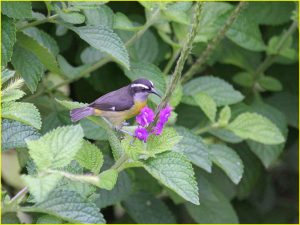Bananaquit in Arenal Volcano National Park