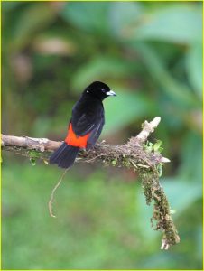 Passerini's tanager in Arenal Volcano National Park