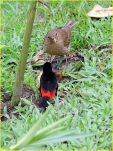 Face-off in Arenal Volcano National Park (Passerini's tanager in the foreground)