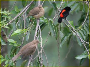 Passerini's tanager (right) in Arenal Volcano National Park