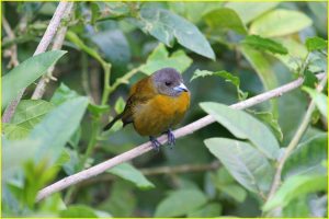Birds of Costa Rica