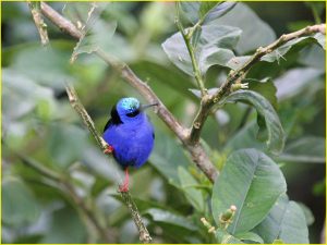 Birds of Costa Rica