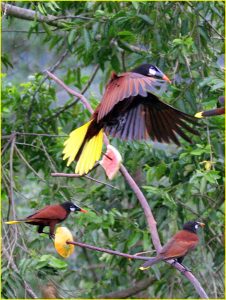 Landing montezuma oropendola