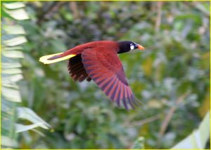 Montezuma oropendola