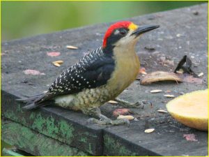 Black-cheeked woodpecker