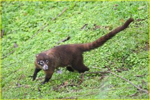 White-nosed coati