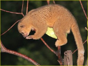 Kinkajou