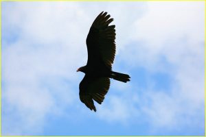 Common black hawk