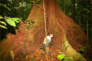 Jungle on Osa Penisula near Corcovado National Park