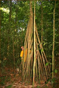 With a walking palm on Osa Penisula