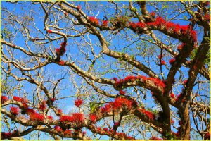 Bromeliadas on a tree in Guanacaste Province