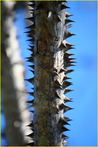 Spiny Pochote tree, Hacienda Baru near Dominical