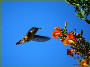 Hummingbird
