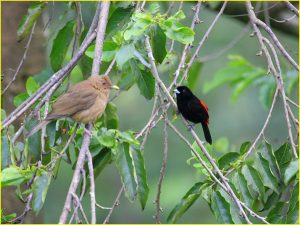 Birds of Costa Rica