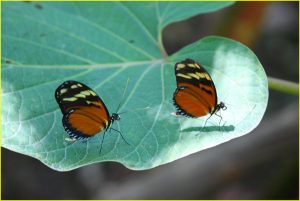 Winged habitants in Hacienda Baru near Dominical
