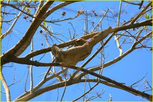 Two-toed sloth, Hacienda Baru near Dominical