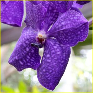 Orchids in Garden of the Sleeping Giant, Viti Levu, Fiji - "dwarf in 7 miles boots"