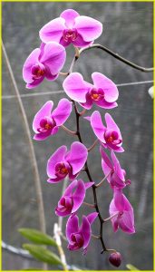 Orchids in Garden of the Sleeping Giant, Viti Levu, Fiji
