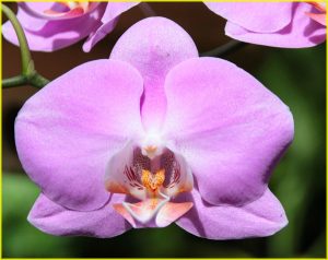 Orchids in Garden of the Sleeping Giant, Viti Levu, Fiji