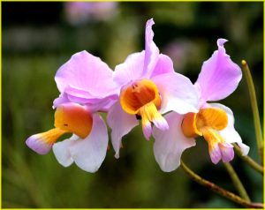 Orchids in Garden of the Sleeping Giant, Viti Levu, Fiji