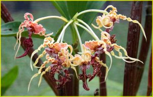 Orchids in Garden of the Sleeping Giant, Viti Levu, Fiji - "Octopus orchid"