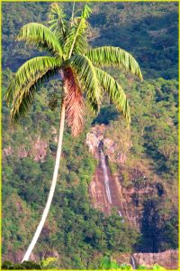 In Koroyanitu National Park, Viti Levu, Fiji