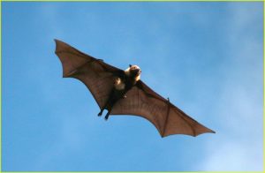 Our flyer, i.e. a fruit bat, on the island of Vanua Levu, Mamanuca chain, Fiji
