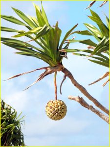 Plant on Efate island, Vanuatu