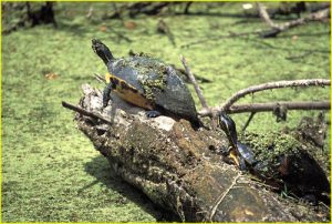 Turtles