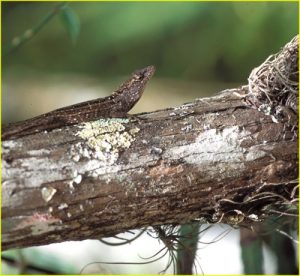 Lizzard