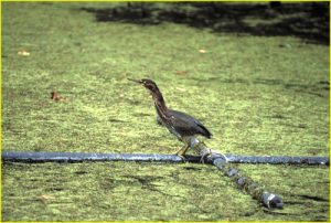 On the swamp