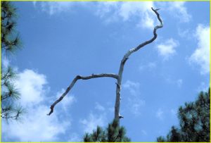 Branch