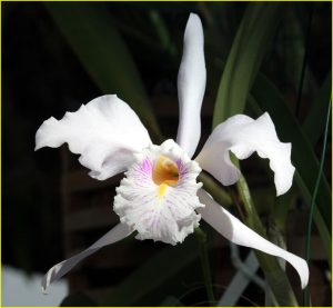 Orchids from Estepona