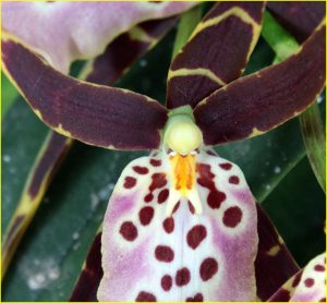 Orchids from Estepona