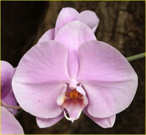 Orchids from Estepona