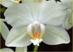 Orchids from Estepona