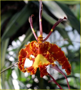 Orchids from Estepona