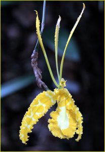 Orchids from Estepona