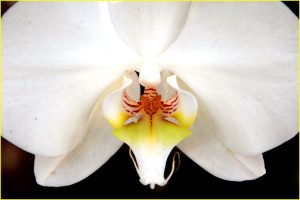 Orchids from Estepona