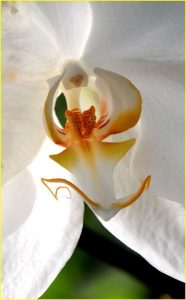 Orchids and other flowers from Estepona